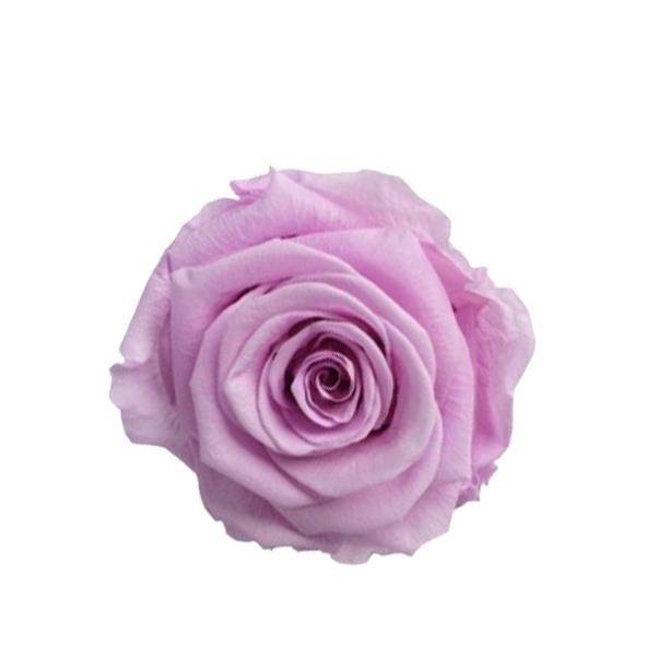 Rose "Extra" stabilisiert H6cmD6,5cm flieder nobel liliNETTO