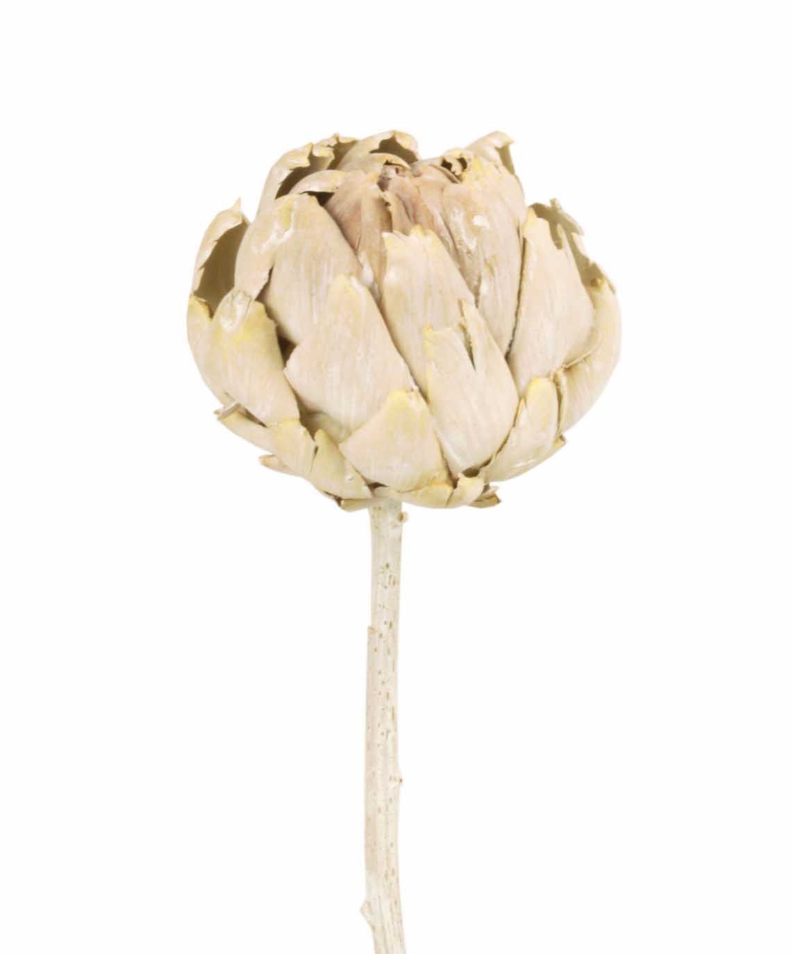 Artischocke white washed frosted