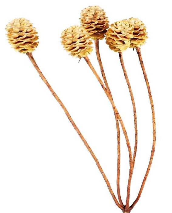 Sabulosum 4-6 Kopf D3H4-5L35-40cm cream