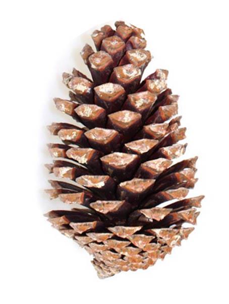 Zapfen Maritima H10-14cm natur