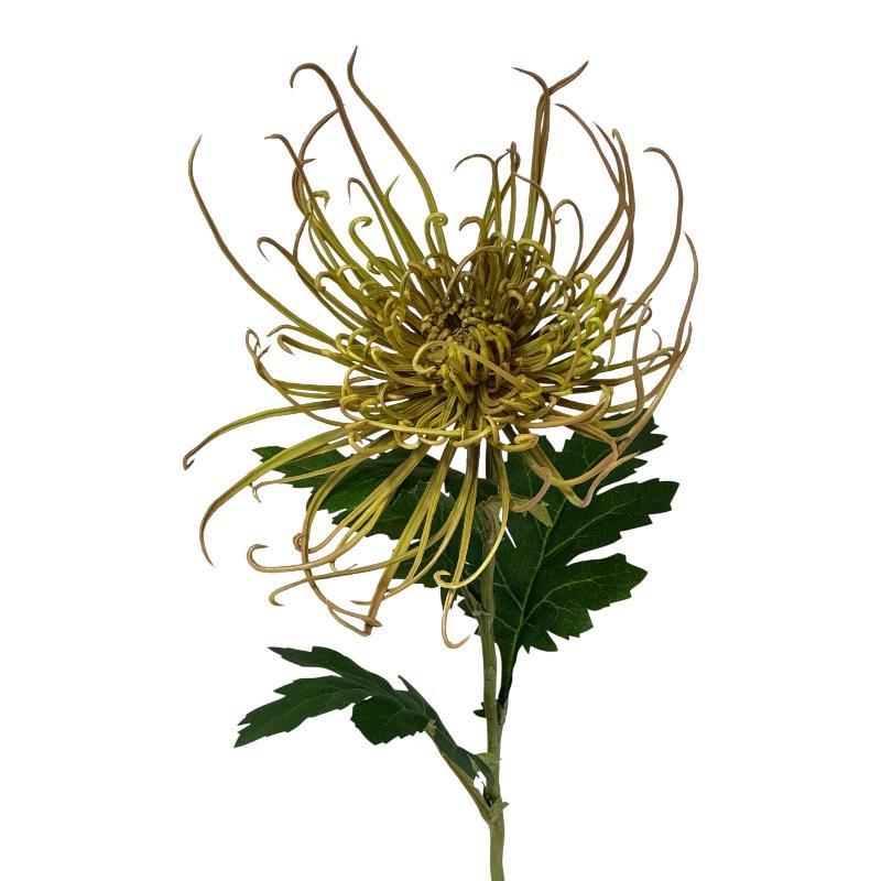 Spinnenchrysantheme Kunststoff grün D23cmxH71cm