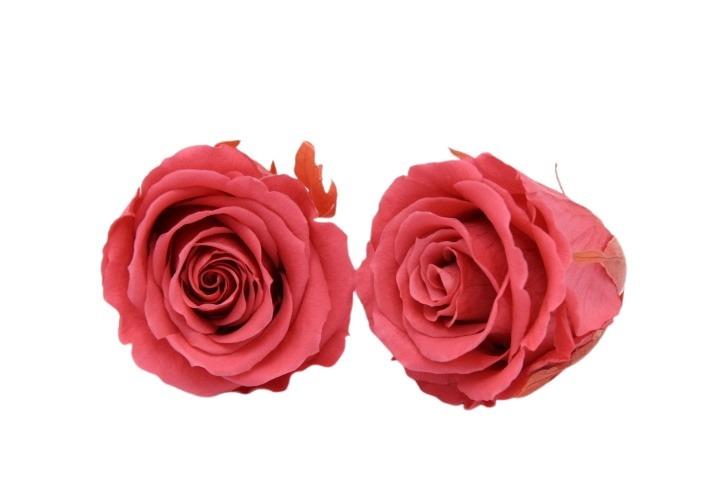 Rose stabilisiert Dark Pink NETTO Rose stabilisiert Dark Pink NETTO