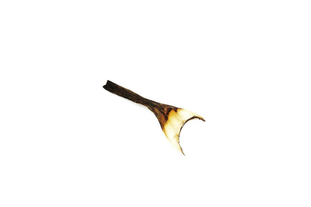 Agave mini ca. D6L25cm natur