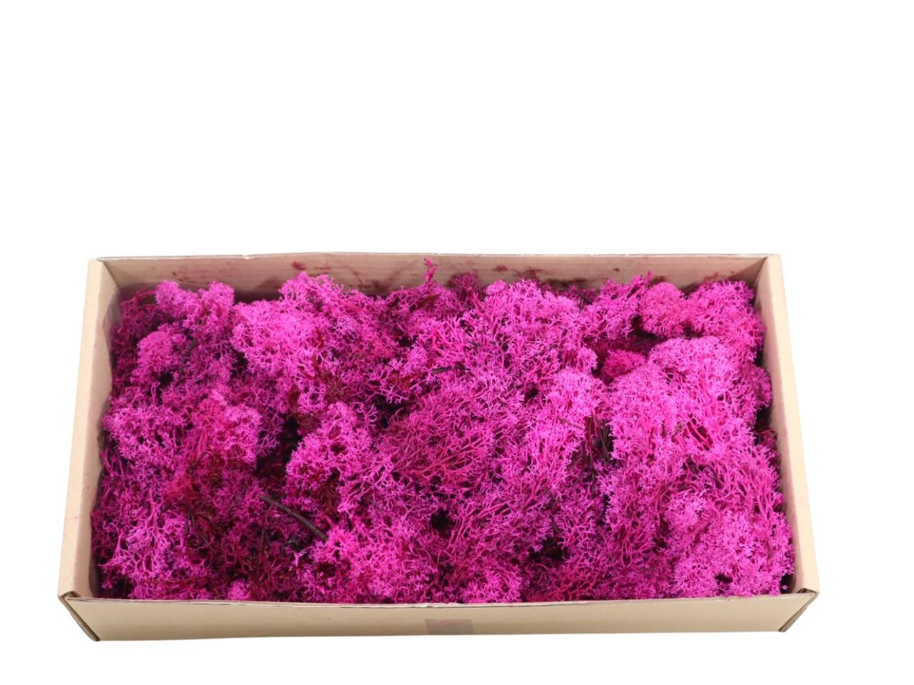 Islandmoos-Finland 500gr. cyclame