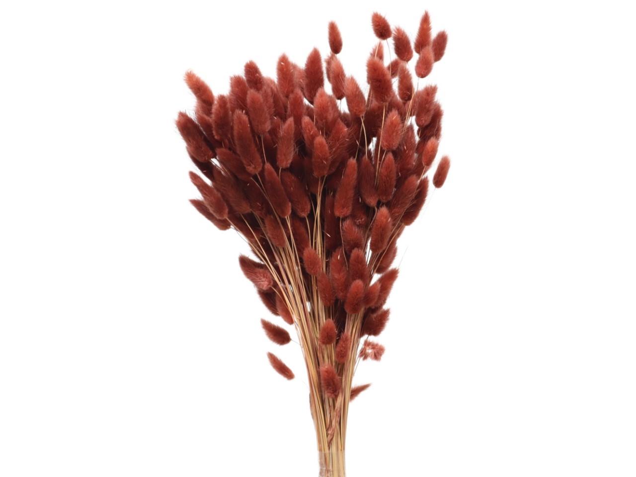 Lagurus leder21 100gr. Lagurus leder21 100gr.