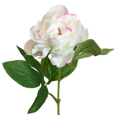 Pfingstrose 35 cm creme NETTO