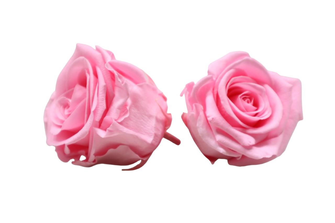 Rose stabilisiert pink pastell NETTO Rose stabilisiert pink pastell NETTO