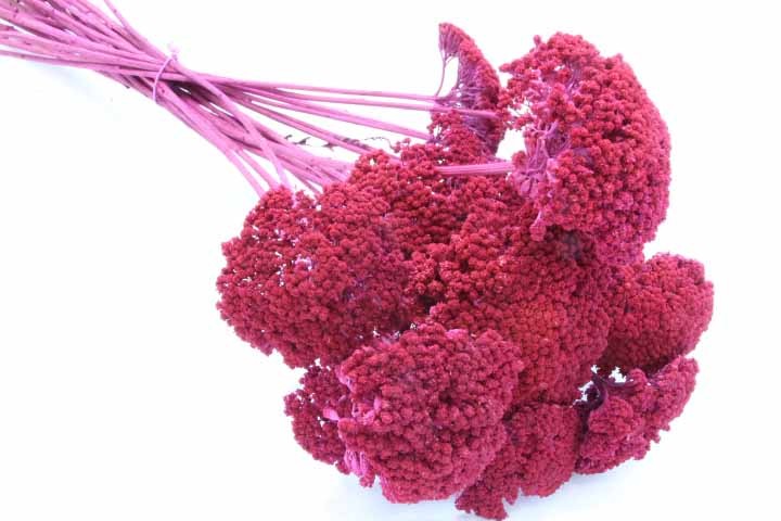 Achilea erika  0,8kg