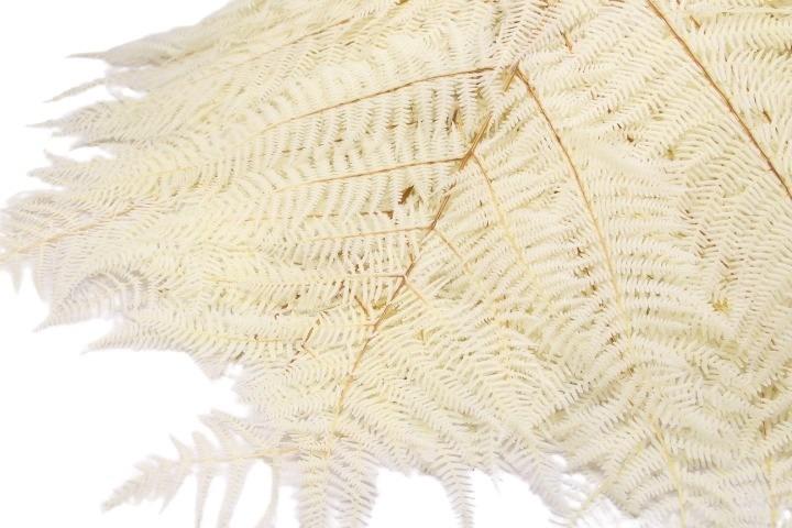 Bracken Farn weiss
