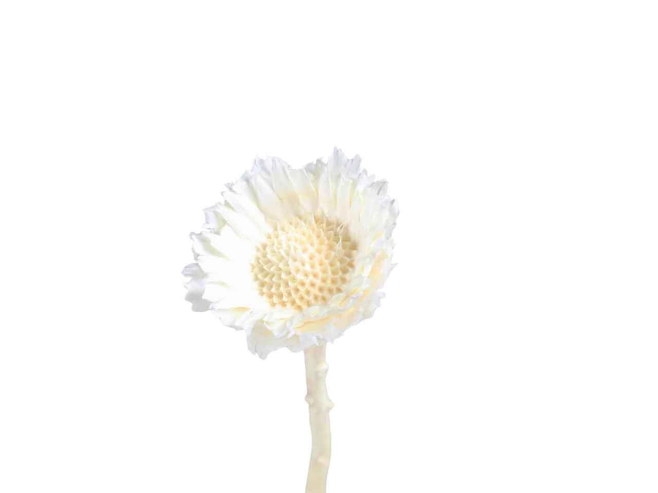 Protea geschnitten klein D6H2-3L20-25cm gebleicht