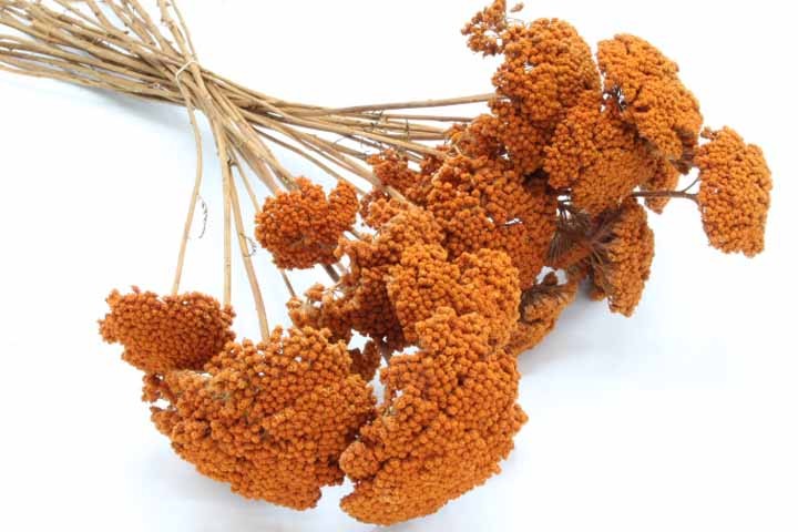 Achilea D6-10L50cm 1kg orange gefärbt