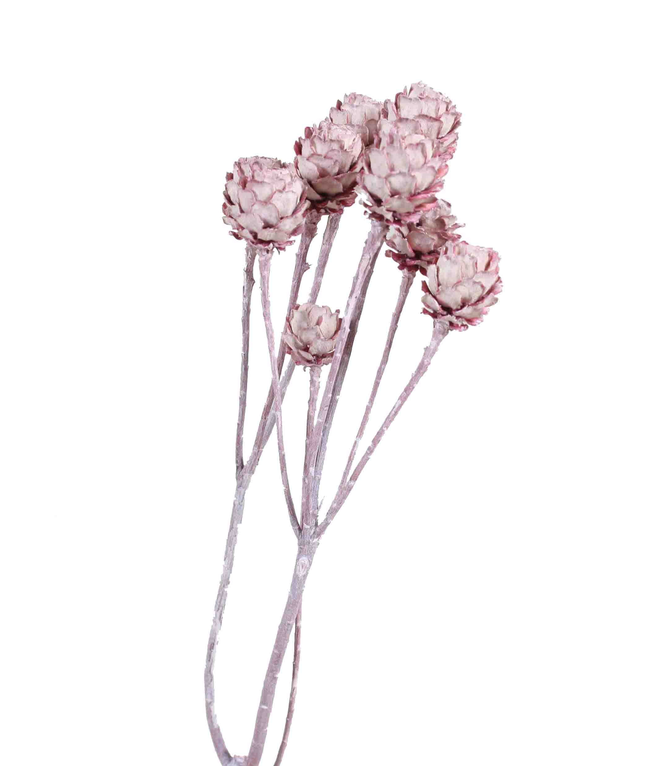 Salignum 7+ Köpfe altrosa frosted