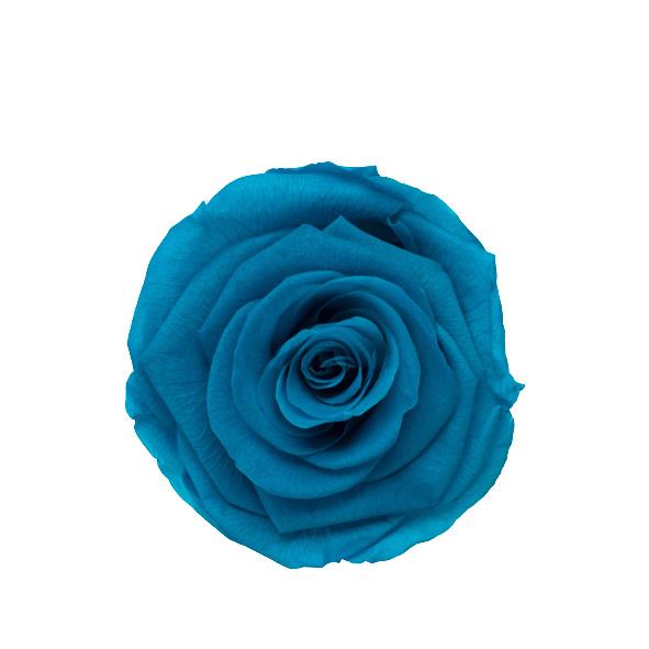 Rose "Extra" stabilisiert Authentinc Turquoise NETTO Rose "Extra" stabilisiert Authentinc Turquoise NETTO