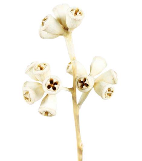 Eucalyptuskreuzzweig D2L35-40cm gebleicht