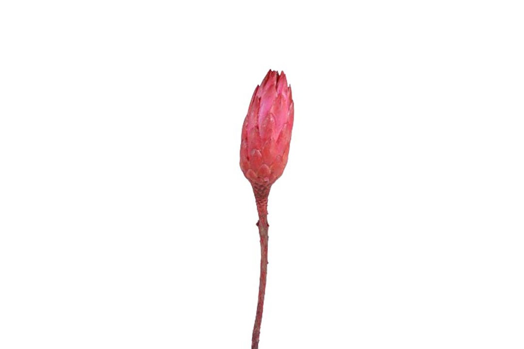Protea Repens Bud D3H12L25-30cm pink