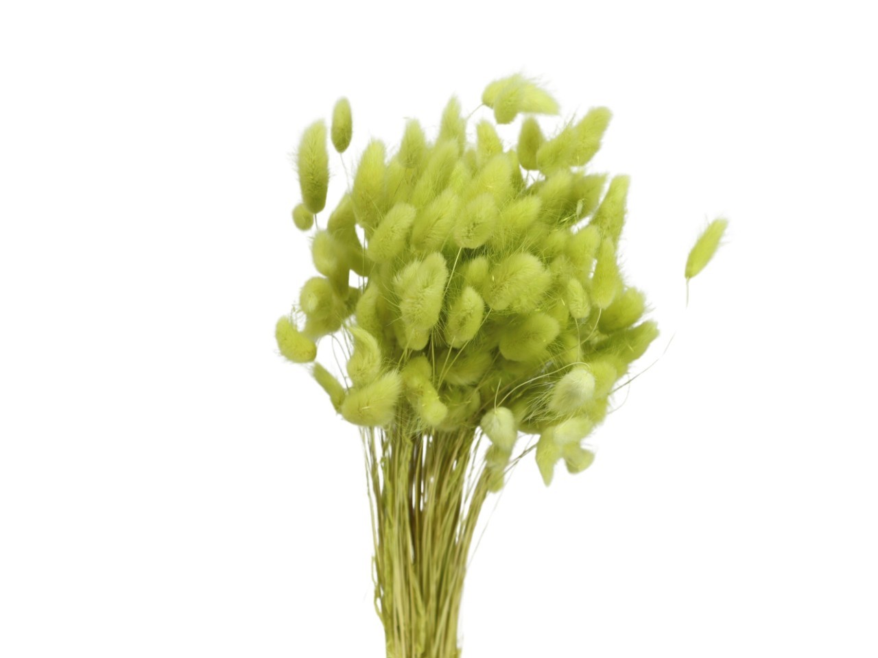 Lagurus limette 121/P 100gr.