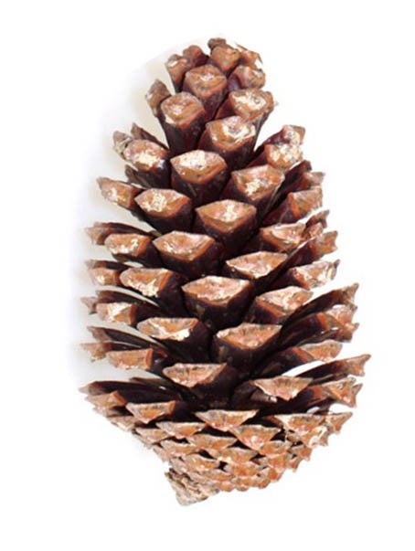 Zapfen Maritima H5-10cm natur