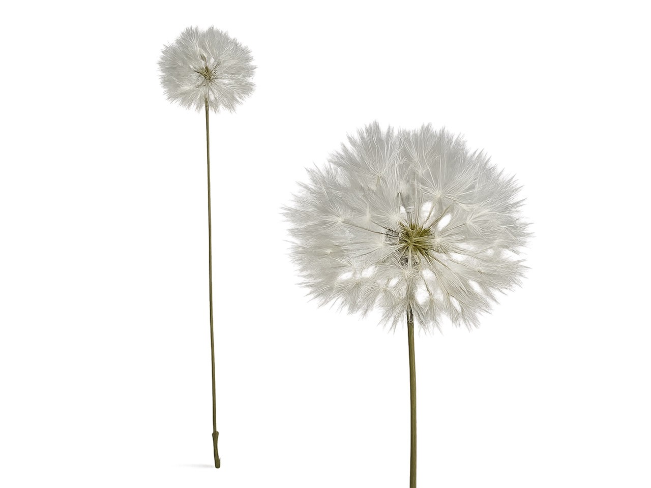 Pusteblume creme H68cm NETTO
