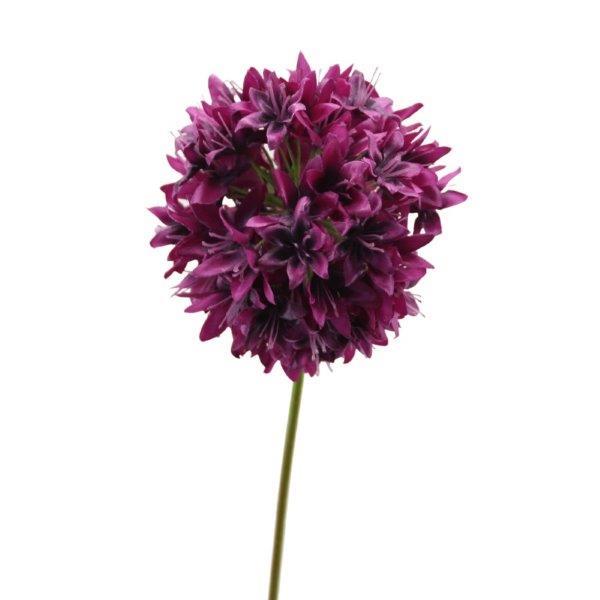 Allium 62cm beauty