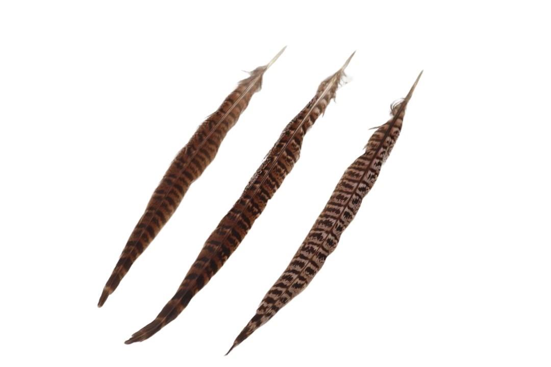 Fasanenfeder natur 25-30cm