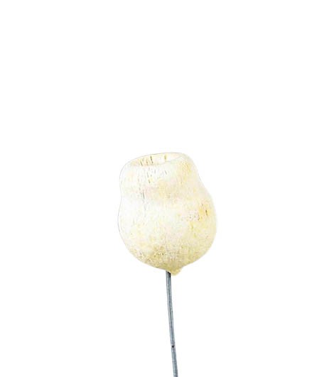 Eucalyptusglocken D4-5cm am Draht gebleicht