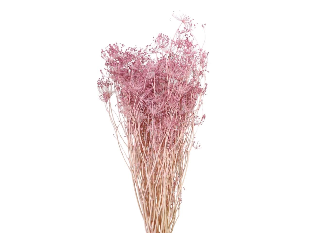 Ombrellifera altrosa 105/P 100gr.