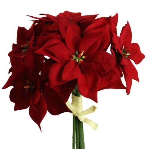 Poinsettia Bund x 6 Blüten, 24cm rot