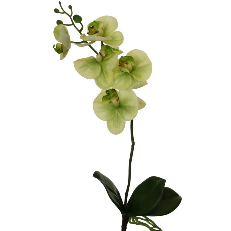 Phalaenopsis m. Blatt 51cm grün