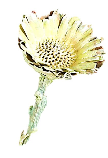 Protea geschnitten klein D6H2-3L20-25cm grün frosted