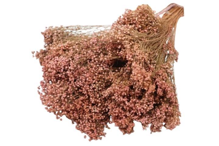 Broom Blooms altrosa105 150gr. Broom Blooms altrosa105 150gr.