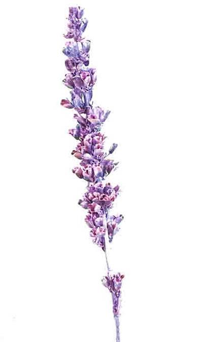 Aristea Tyrisiflora langer Stiel brombeer frosted Aristea Tyrisiflora langer Stiel brombeer frosted