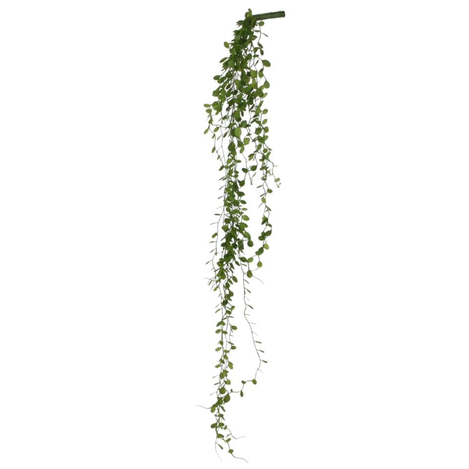 Dischidia hängend grün L80cm Dischidia hängend grün L80cm