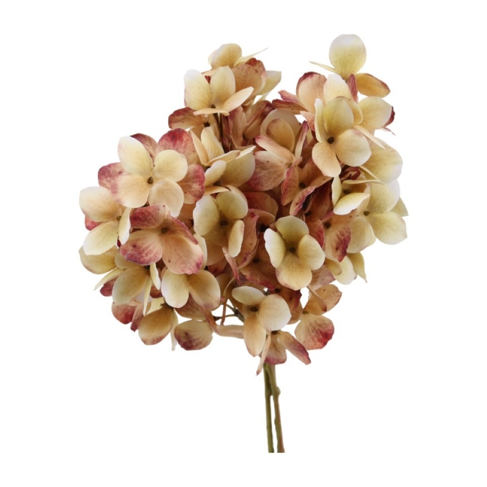 Rispenhortensie 3fach pink-creme H30cm