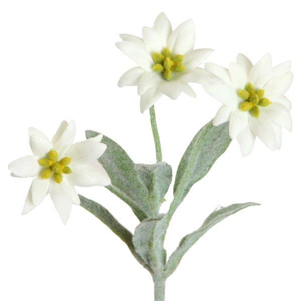 Edelweiss 3Blüten creme H23cm