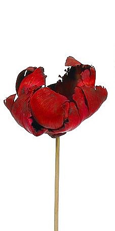 Palmblüte gestielt D6-8H4-5L40cm rot frosted