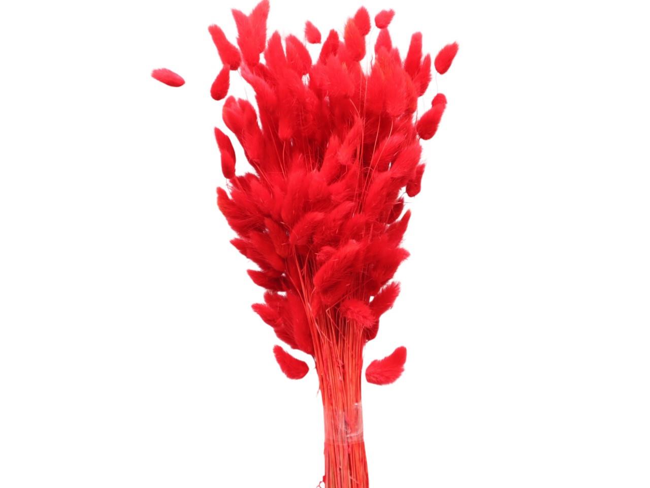 Lagurus rot 100gr. Lagurus rot 100gr.