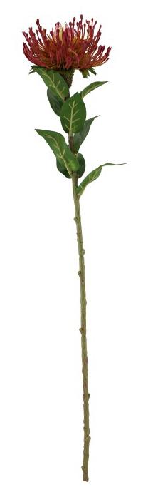 Protea m. Blätter bordeaux Plastik L73cm
