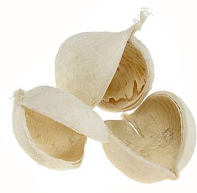 Buddha Nut D12cm gebleicht