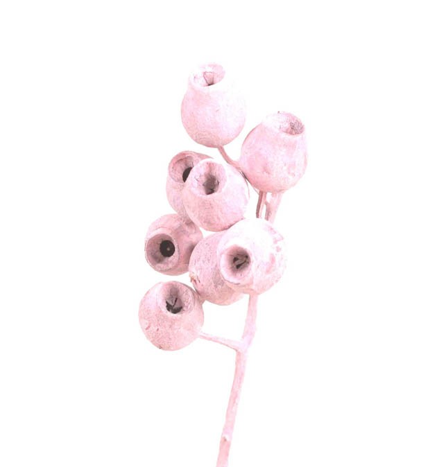 Eucalyptusglockenzweig D4-5 L30-40cm altrosa frosted