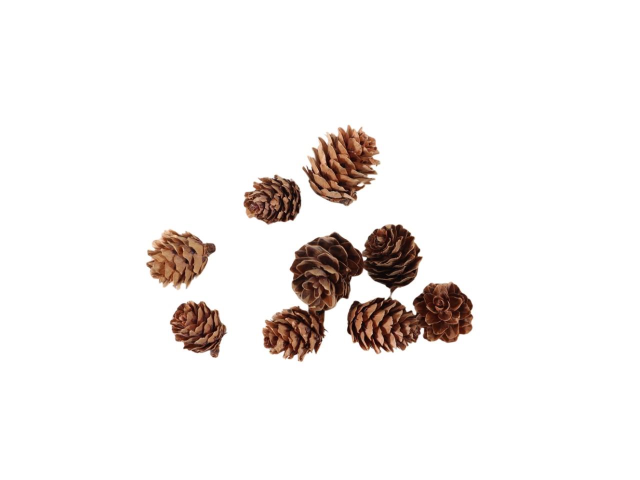 Kiefernzapfen natur ca. 3cm im Netz 
300g
