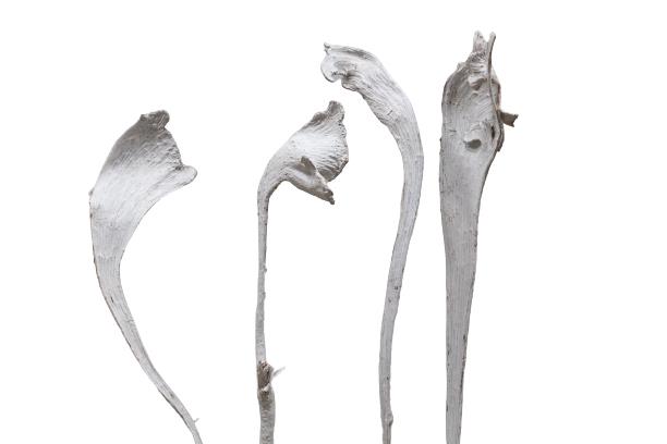 Geweihholz L40-70cm white washed