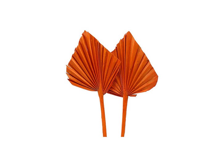 Palmspeer mini orange