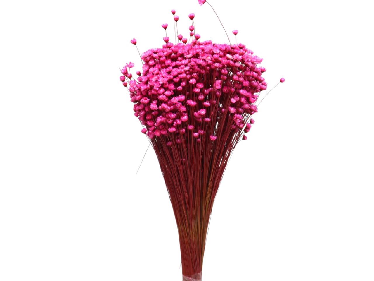 Glixia magenta 216 100gr. Glixia magenta 216 100gr.