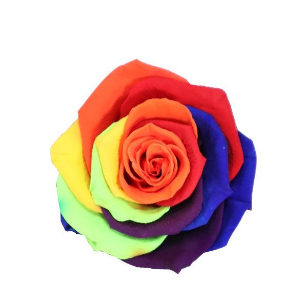 Rose "Extra" stabilisiert Rainbow NETTO Rose "Extra" stabilisiert Rainbow NETTO