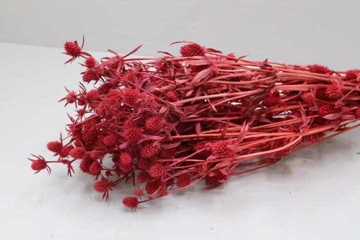 Erdbeerdistel bordeaux - 100g im Bund