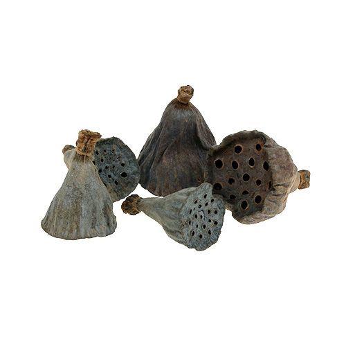 Lotos mini D2-2,5cm natur