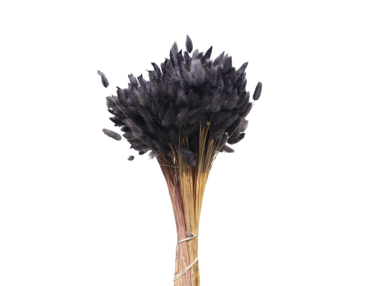 Lagurus schwarz 69/P 100gr. Lagurus schwarz 69/P 100gr.