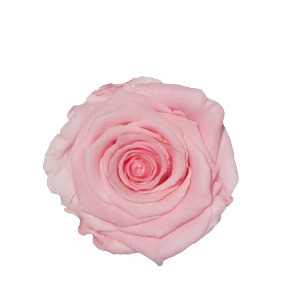 Rose "Extra" stabilisiert hellrosa delicate Baby NETTO