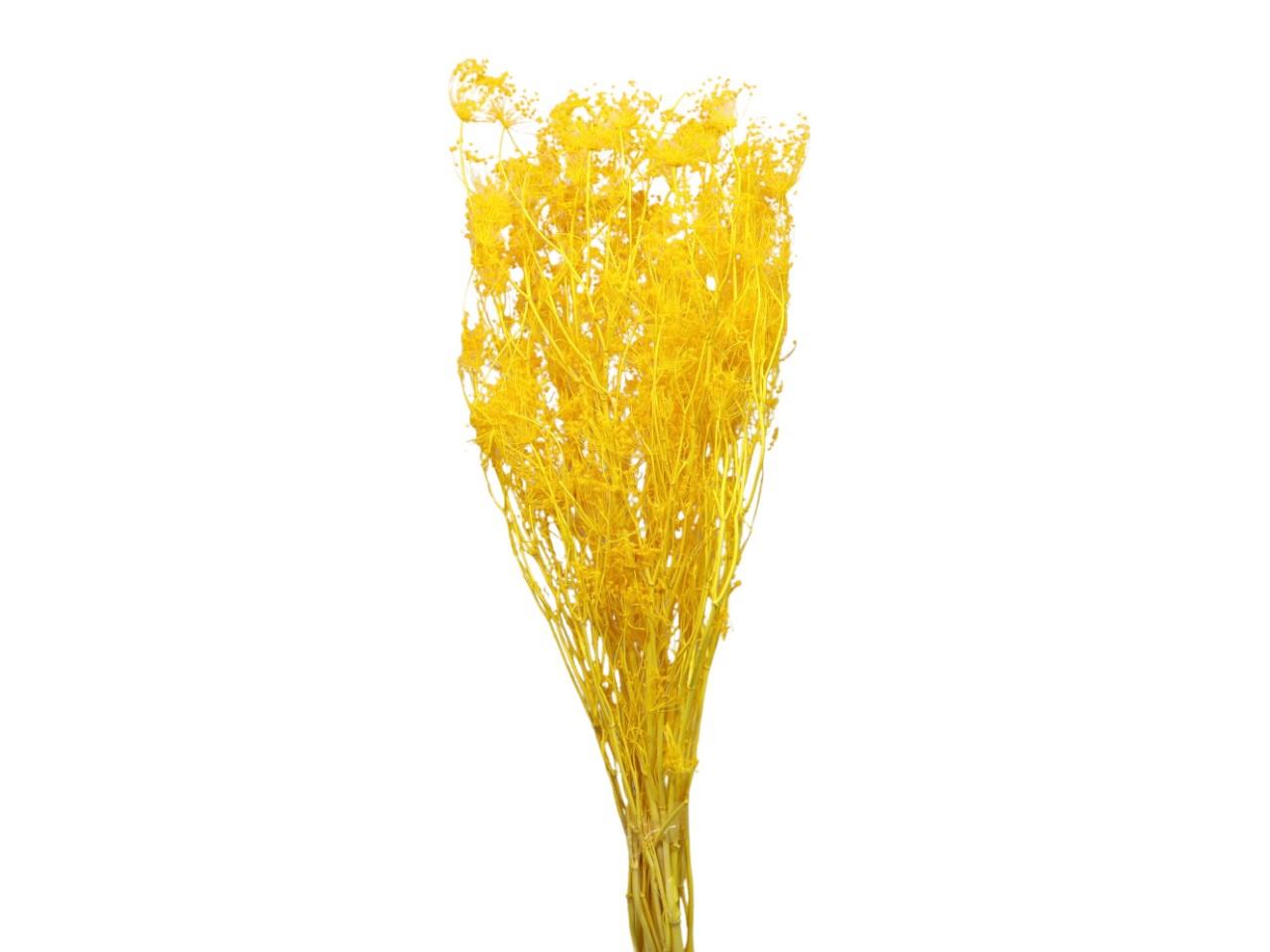 Ombrellifera goldgelb03 100gr. Ombrellifera goldgelb03 100gr.