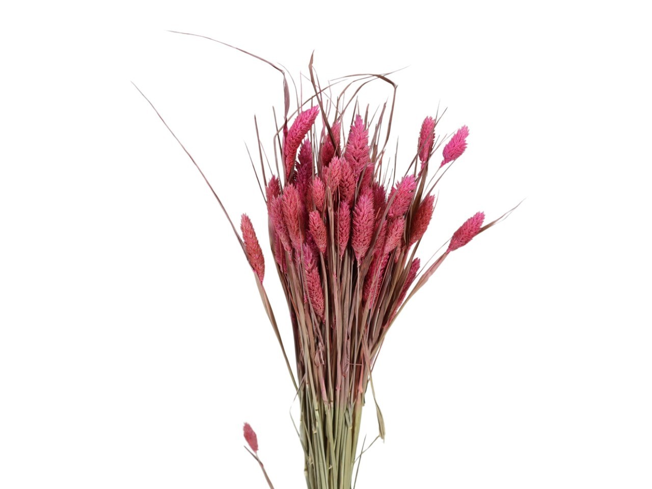 Poa Phalaris erika 100gr.